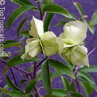 Mascagnia macroptera, Butterfly pea vine, Yellow Orchid vine, Gallinita