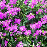 Tibouchina granulosa, Glory tree, Purple Spray Tree Tibouchina granulosa, Glory tree, Purple Spray Tree