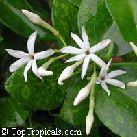 Jasminum volubile (simplicifolium) - Wax Jasmine

Click to see full-size image