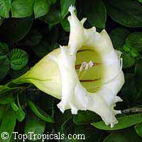 Solandra grandiflora - Cup of Gold, Chalice Vine

Click to see full-size image