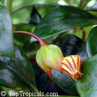 Nematanthus sp.