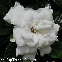Gardenia augusta, Gardenia jasminoides, Bush Gardenia, Cape Jasmine, Bunga Cina, Bush Gardenia