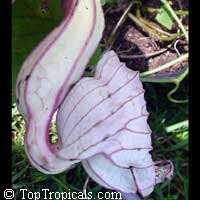 Aristolochia grandiflora, Calico Flower, Pelican Flower