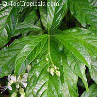 Clerodendrum wallichii, Clerodendrum nutans, Bridal veil, Nodding Clerodendron