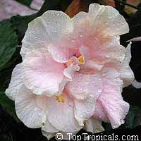 Hibiscus Zephyr Marshmallow, Hibiscus
