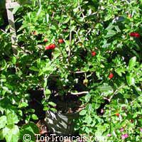 Malpighia glabra, Barbados Cherry, Acerola, Malphigia, Cerejeira