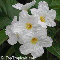 Cordia boissieri, Cordia superba, Texas Olive, Anacahuita