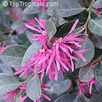 Loropetalum chinense, Dwarf Loropetalum