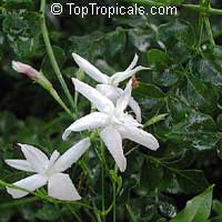 Jasminum officinale Flore pleno, Jasminum viminale, Jasminum vulgatum, Jasminum affine, True jasmine, Common jasmine, French Perfume Jasmine, Poet Jasminum officinale Flore pleno, Jasminum viminale, Jasminum vulgatum, Jasminum affine, True jasmine, Common jasmine, French Perfume Jasmine, Poet