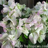 Bougainvillea sp., Bougainvillea
