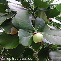 Clusia rosea, Clusia major, Copey, Balsam Apple, Pitch Apple, Autograph tree