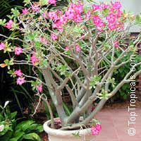 Adenium obesum, Desert Rose, Impala Lily