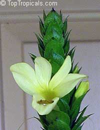 Barleria micans, Barleria oenotheroides