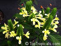 Barleria micans, Barleria oenotheroides