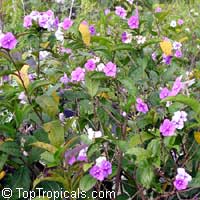 Brunfelsia pauciflora, Brunfelsia calycina, Brunfelsia eximia, Brazil Raintree, Yesterday-Today-Tomorrow