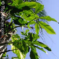 Syngonium macrophyllum (?), Arrowhead Vine
