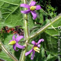 Solanum mammosum, Nipple Fruit, Tit Plant, Apple of Sodom, Terong Susu, Cows Udder, Nyun Wenkibobi, Soresumba, Mackaw Bush, Titty Fruit, Pig Face
