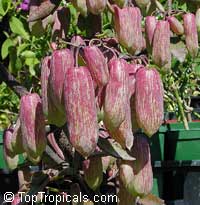 Kalanchoe pinnata, Bryophyllum pinnatum, Bryophyllum calycinum