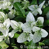 Bougainvillea glabra Miss Alice, Bougainvillea