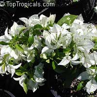 Bougainvillea glabra Miss Alice, Bougainvillea