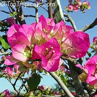 Bougainvillea spectabilis Twilight Delight, Bougainvillea