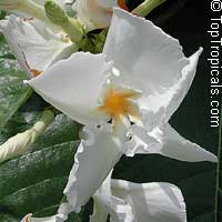 Chonemorpha fragrans, Chonemorpha macrophylla, Frangipani vine
