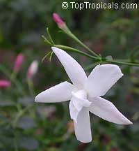 Jasminum officinale Flore Pleno - French Perfume Jasmine

Click to see full-size image