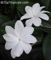 Jasminum Rex, Jasminum Rex