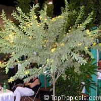 Senna polyphylla, Cassia biflora, Cassia microphylla,Cassia polyphylla, Cassia tenuissima, Peiranisia polyphylla, Desert Cassia