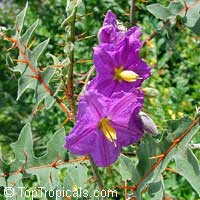 Solanum pyracanthum, Porcupine tomato Solanum pyracanthum, Porcupine tomato