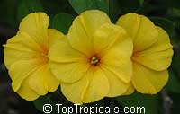 Reinwardtia indica Reinwardtia indica