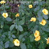 Reinwardtia indica Reinwardtia indica
