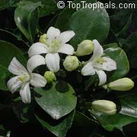 Murraya paniculata, Orange Jasmine, Orange Jessamine, Mock Orange, Lakeview Jasmine, Chinese Cosmetic Boxwood Murraya paniculata, Orange Jasmine, Orange Jessamine, Mock Orange, Lakeview Jasmine, Chinese Cosmetic Boxwood