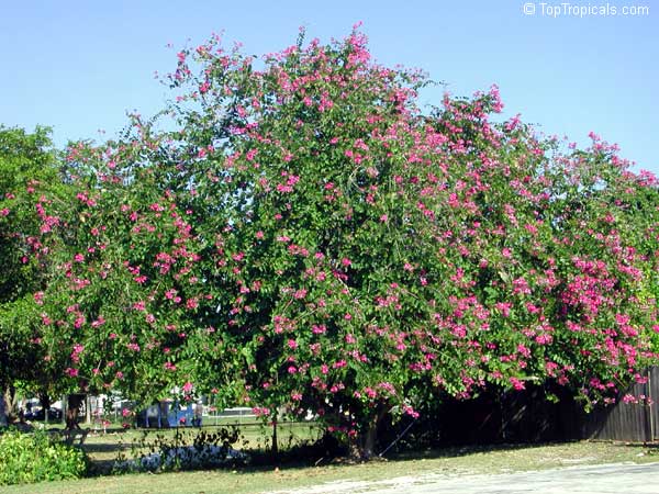 Bauhinia Blakeana Tree