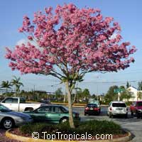 Tabebuia impetiginosa, Dwarf Pink Tabebuia Tabebuia impetiginosa, Dwarf Pink Tabebuia