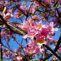 Tabebuia impetiginosa, Dwarf Pink Tabebuia Tabebuia impetiginosa, Dwarf Pink Tabebuia