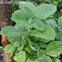 Ocimum kilimanscharicum (?) Ocimum kilimanscharicum (?)