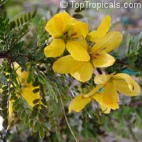 Senna polyphylla, Cassia biflora, Cassia microphylla,Cassia polyphylla, Cassia tenuissima, Peiranisia polyphylla, Desert Cassia