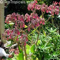 Kalanchoe crenato-daigremontiana