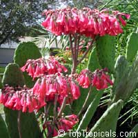 Kalanchoe serrata