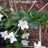 Brunfelsia americana, Lady of the night