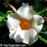 Allamanda violacea Cream, Allamanda Allamanda violacea Cream, Allamanda