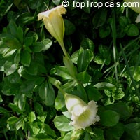 Solandra grandiflora, Solandra nitida, Cup of Gold Vine, Chalice Vine