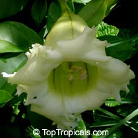 Solandra grandiflora, Solandra nitida, Cup of Gold Vine, Chalice Vine