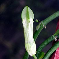Ceropegia ampliata, Horny wonder, Bushman's pipe Ceropegia ampliata, Horny wonder, Bushman's pipe