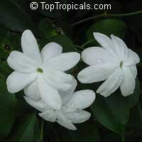 Jasminum Rex, Jasminum Rex