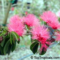 Calliandra emarginata, Inga emarginata, Powderpuff