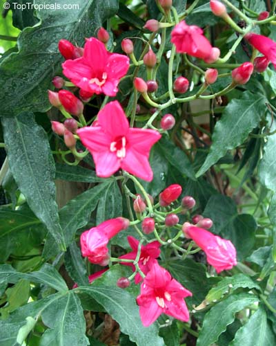 Flowers Wallpaper Free on Flowers   Stars  Beautiful Pictures Of Cardinal Creeper Flowers