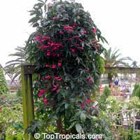 Ipomoea horsfalliae, Cardinal Creeper