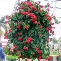 Clerodendrum splendens, Flaming glorybower, Clerodendron